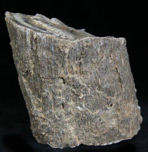 Unpolished Petrified Wood Limb - Blue Forest #28971